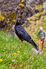Bergdohle und Wanderer